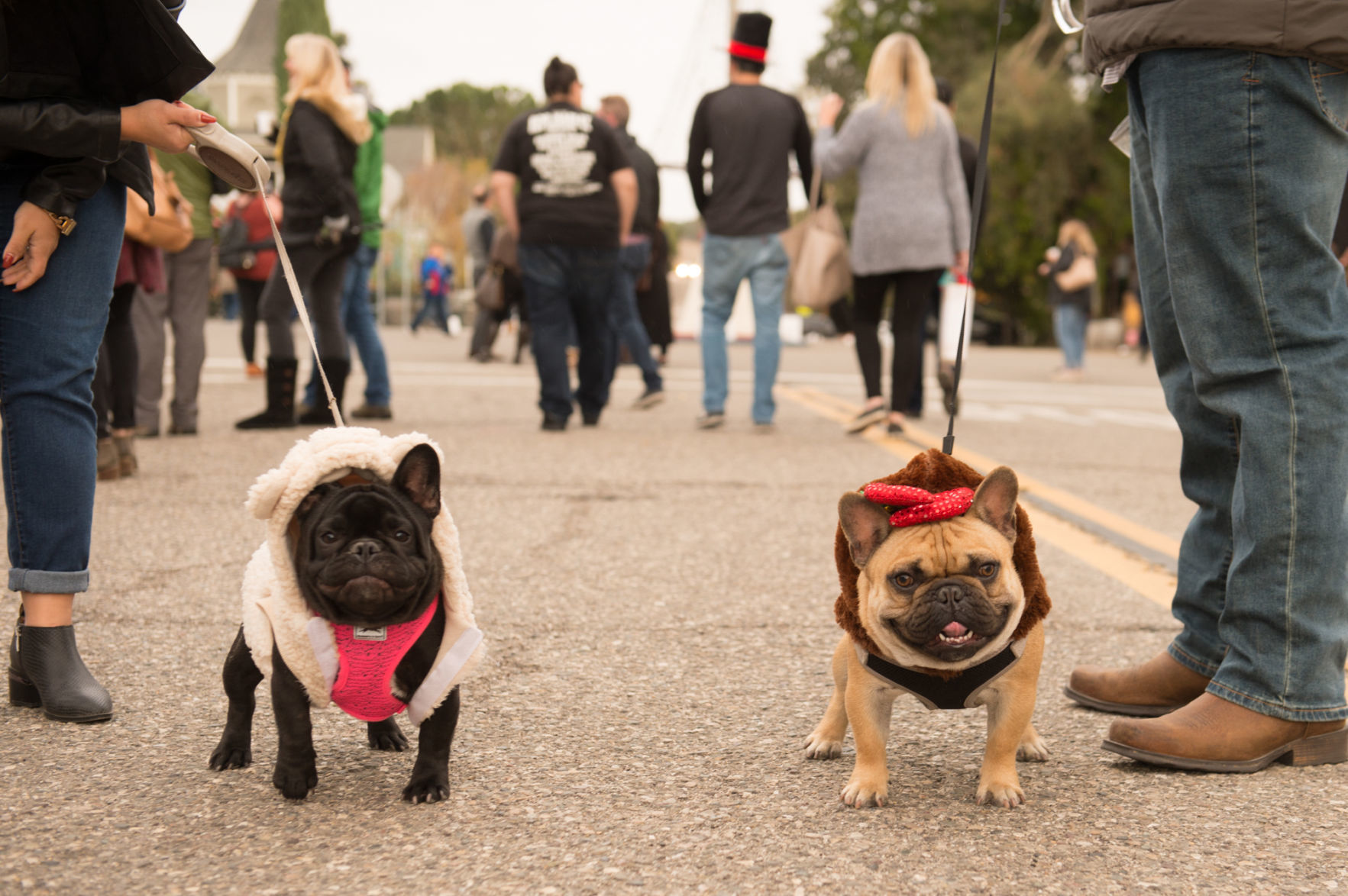 French Bulldogs In Sheeps Clothing